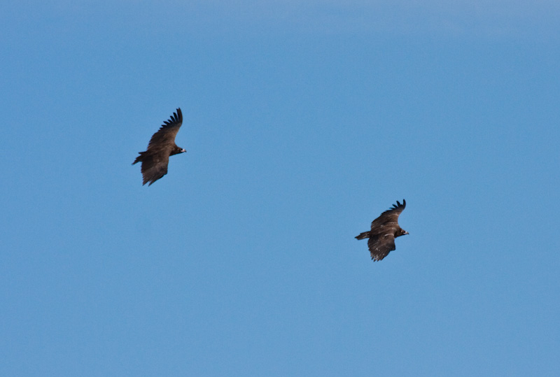 Cinareous Vultures In Flight